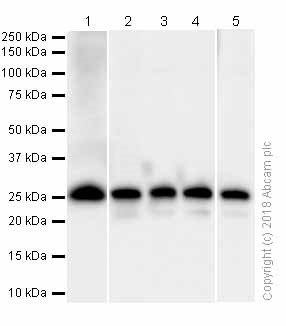 Western blot - Anti-eIF4E antibody [Y449] (AB33768), expandable thumbnail