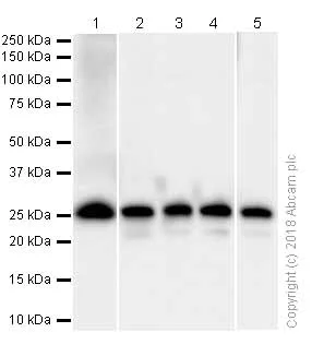 Western blot - Anti-eIF4E antibody [Y449] (AB33768)