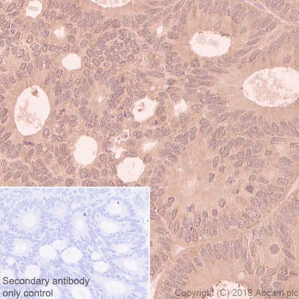 Immunohistochemistry (Formalin/PFA-fixed paraffin-embedded sections) - Anti-eIF4E antibody [Y449] - BSA and Azide free (AB246346)