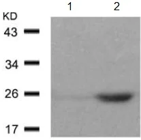 Western blot - Anti-eIF4E (phospho S209) antibody (AB131513)