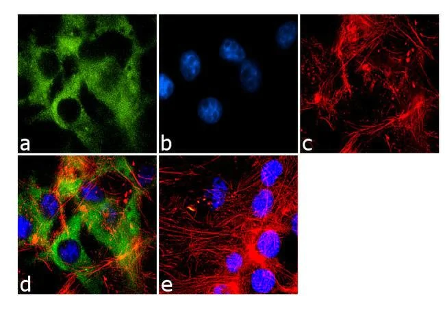 Immunocytochemistry/ Immunofluorescence - Anti-eIF4E (phospho S209) antibody (AB4774)