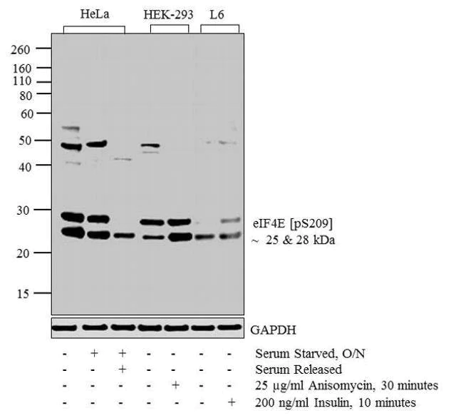 Western blot - Anti-eIF4E (phospho S209) antibody (AB4774)