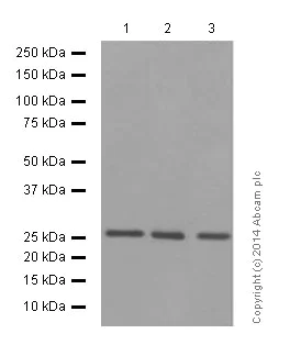 Western blot - Anti-eIF4E (phospho S209) antibody [EP2151Y] (AB76256)