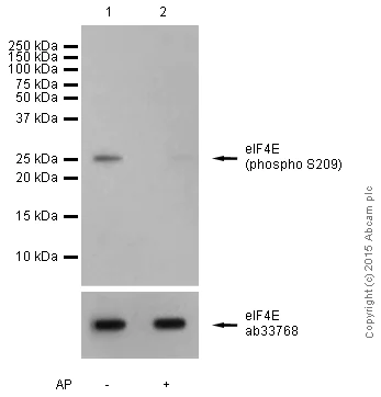Western blot - Anti-eIF4E (phospho S209) antibody [EP2151Y] (AB76256)