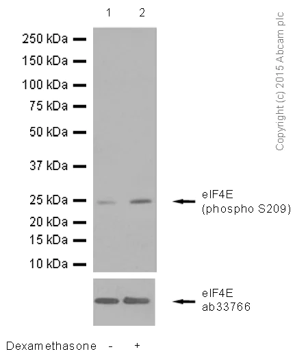 Western blot - Anti-eIF4E (phospho S209) antibody [EP2151Y] (AB76256)