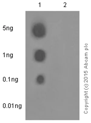 Dot Blot - Anti-eIF4E (phospho S209) antibody [EP2151Y] - BSA and Azide free (AB183301)