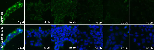 Immunocytochemistry/ Immunofluorescence - Anti-eIF4E (phospho S209) antibody [EP2151Y] - BSA and Azide free (AB183301)