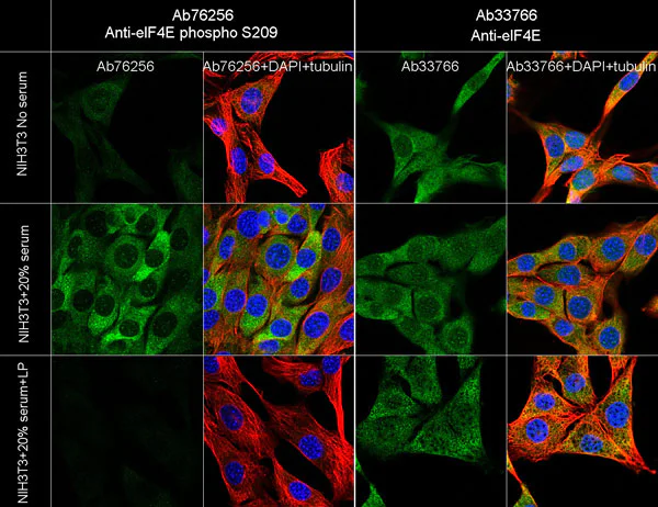 Immunocytochemistry/ Immunofluorescence - Anti-eIF4E (phospho S209) antibody [EP2151Y] - BSA and Azide free (AB183301)