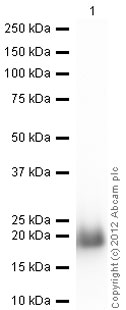 Western blot - Anti-eIF4EBP1 antibody (AB2606), expandable thumbnail
