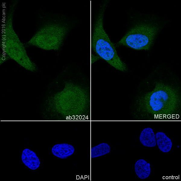 Immunocytochemistry/ Immunofluorescence - Anti-eIF4EBP1 antibody [Y329] - BSA and Azide free (ab173370), expandable thumbnail