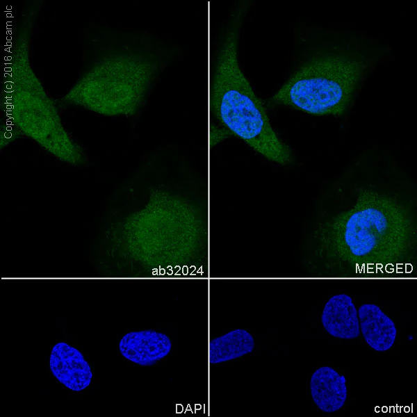 Immunocytochemistry/ Immunofluorescence - Anti-eIF4EBP1 antibody [Y329] - BSA and Azide free (AB173370)