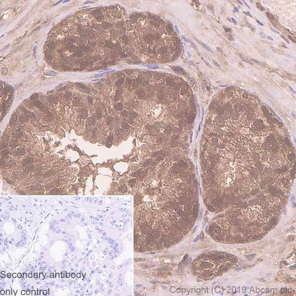 Immunohistochemistry (Formalin/PFA-fixed paraffin-embedded sections) - Anti-eIF4EBP1 antibody [Y329] - BSA and Azide free (AB173370)