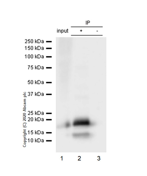 Immunoprecipitation - Anti-eIF4EBP1 antibody [Y329] - BSA and Azide free (AB173370), expandable thumbnail