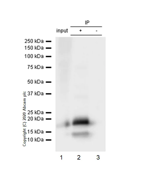 Immunoprecipitation - Anti-eIF4EBP1 antibody [Y329] - BSA and Azide free (AB173370)