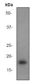 Western blot - Anti-eIF4EBP1 antibody [Y330] (AB32130), expandable thumbnail