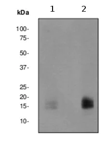 Western blot - Anti-eIF4EBP1 + eIF4EBP2 + eIF4EBP3 (phospho T45) antibody [EPR2169Y] - BSA and Azide free (AB247374)