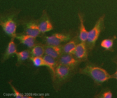 Immunocytochemistry/ Immunofluorescence - Anti-eIF4EBP1 (phospho T36) antibody (AB47365)