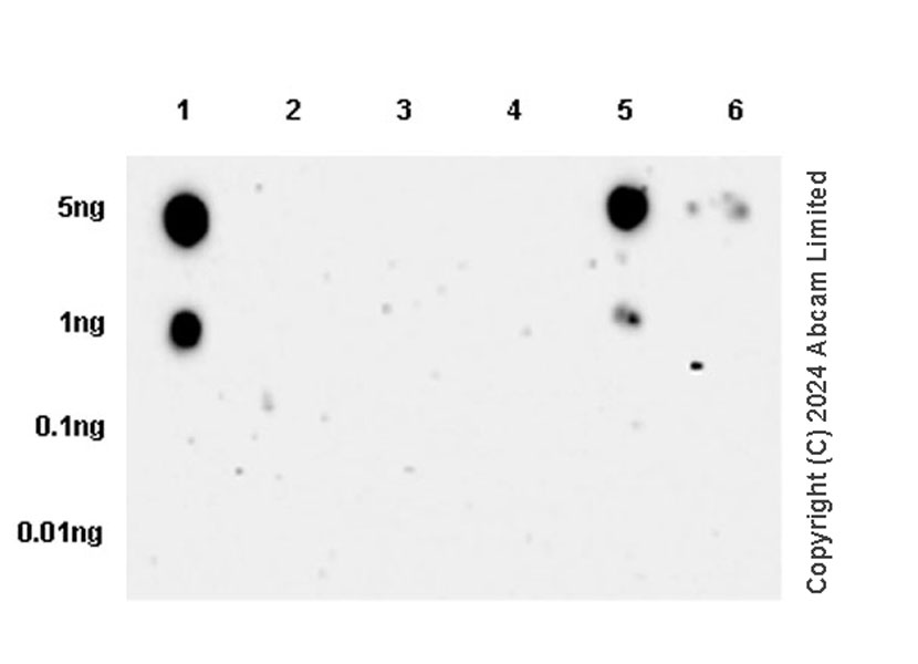 Dot Blot - Anti-eIF4EBP1 (phospho T37) antibody [EPR28384-73] (AB322664), expandable thumbnail
