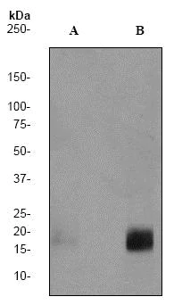 Western blot - Anti-eIF4EBP1 (phospho T37) antibody [EPR729(2)Y] (AB75767)