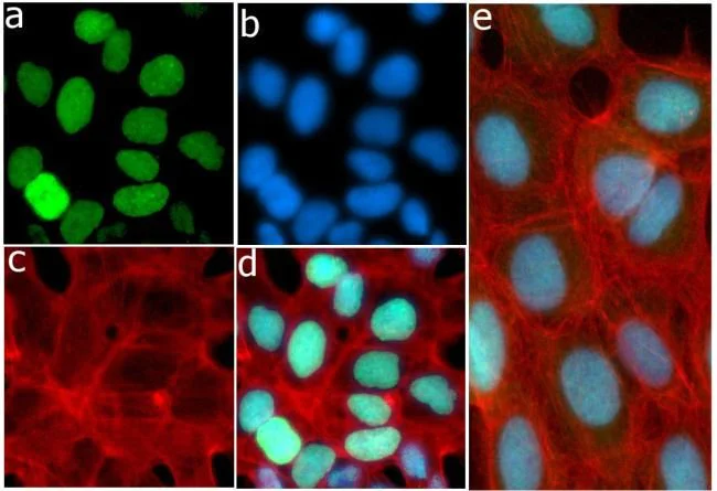 Immunocytochemistry - Anti-eIF4EBP1 (phospho T46) antibody [19HCLC] (AB277767)