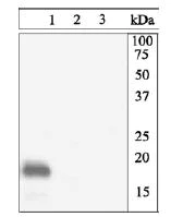 Western blot - Anti-eIF4EBP1 (phospho T46) antibody (AB27792)