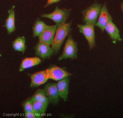 Immunocytochemistry/ Immunofluorescence - Anti-eIF4G1 antibody (AB2609)