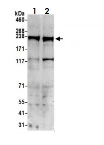 Western blot - Anti-eIF4G1 antibody (AB2609), expandable thumbnail