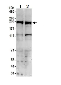 Western blot - Anti-eIF4G1 antibody (AB2609)