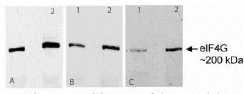 Western blot - Anti-eIF4G1 antibody (AB2609), expandable thumbnail