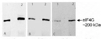 Western blot - Anti-eIF4G1 antibody (AB2609)