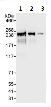 Western blot - Anti-eIF4G1 antibody (AB264232)
