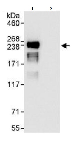 Immunoprecipitation - Anti-eIF4G1 antibody (AB264233)