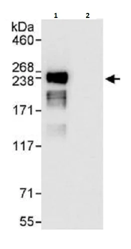 Immunoprecipitation - Anti-eIF4G1 antibody (AB264233)