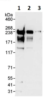 Western blot - Anti-eIF4G1 antibody (AB264233)