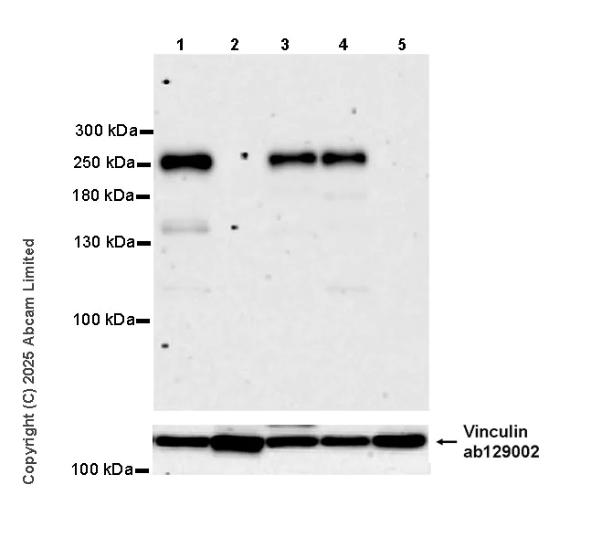 Western blot - Anti-eIF4G1 antibody [EPR30302-554] (AB324948)