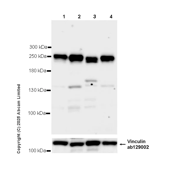 Western blot - Anti-eIF4G1 antibody [EPR30302-554] - BSA and Azide free (AB324959)