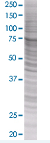 eIF4G1 overexpression 293T lysate (whole cell)