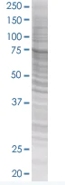 SDS-PAGE - eIF4G1 overexpression 293T lysate (whole cell) (AB94246)