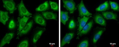 Immunocytochemistry/ Immunofluorescence - Anti-eIF4GII antibody - N-terminal (AB155482)