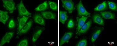 Immunocytochemistry/ Immunofluorescence - Anti-eIF4GII antibody - N-terminal (AB155482)