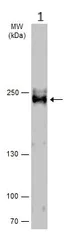 Western blot - Anti-eIF4GII antibody - N-terminal (AB155482)