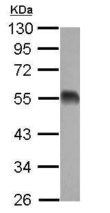 Western blot - Anti-EIF5 antibody (AB228874)