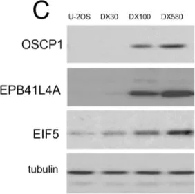 Western blot - Anti-EIF5 antibody (AB228874)