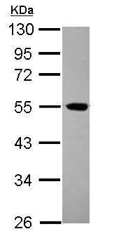 Western blot - Anti-EIF5 antibody (AB228874)