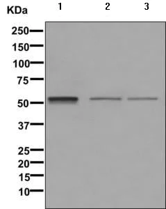 Western blot - Anti-EIF5 antibody [EPR12140(B)] - BSA and Azide free (AB249587)