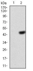 Western blot - Anti-eIF5A antibody [4E10F6] (AB204939)