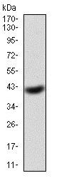 Western blot - Anti-eIF5A antibody [4E10F6] (AB204939), expandable thumbnail