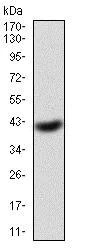 Western blot - Anti-eIF5A antibody [4E10F6] (AB204939)
