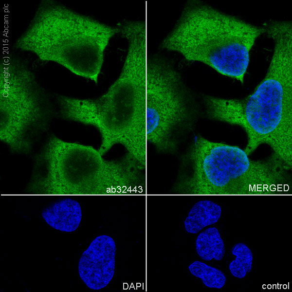 Immunocytochemistry/ Immunofluorescence - Anti-eIF5A antibody [EP526Y] - BSA and Azide free (AB239816), expandable thumbnail