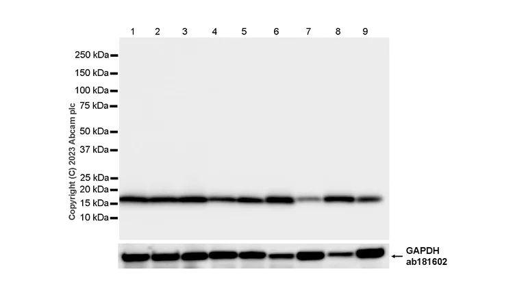 Western blot - Anti-eIF5A antibody [EP526Y] - BSA and Azide free (AB239816)